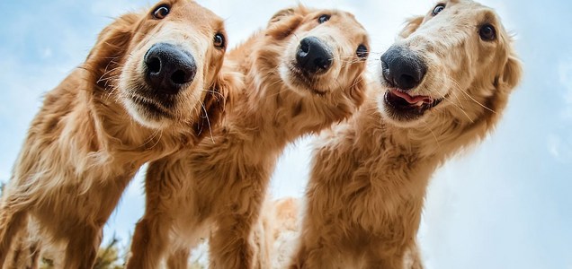 Hondenfotografie Foscofotografie Dierenfotografie In De Media