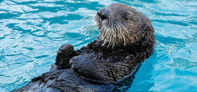 記事 2頭のアラスカラッコ 英国へ Pair Of Alaskan Sea Otters Will Travel 5 000 Miles To Uk らっこちゃんねる Sea Otter Channel ラッコ情報 記事 動画 写真をご紹介