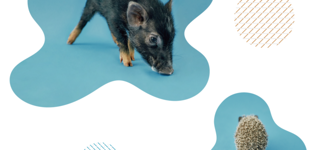 かわいい動物さんたちを助けてください Campfire キャンプファイヤー