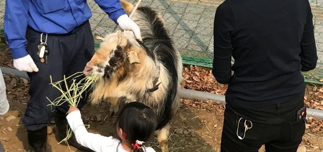 みんなでヤギさん送別会 立川 昭島ニュース