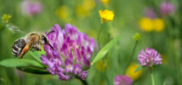 Élet+Stílus: Online társkeresővel találhatnak egymásra a méhek és a virágok  Bécsben | hvg.hu