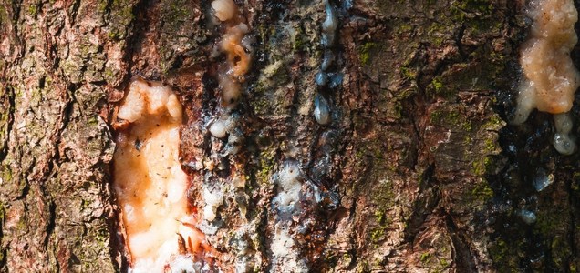 Christmas Tree Sap & How to Remove Sticky Holiday Gunk