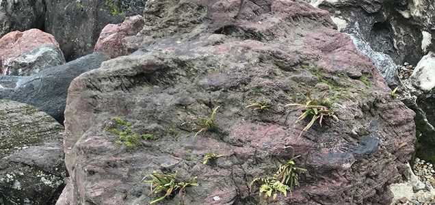 価値が高い庭石の種類とは 特徴を知って庭づくりに役立てましょう 揖斐川庭石センターblog