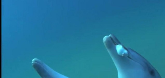 面白メディア イルカはフグの毒を麻薬代わりにして遊んでるって知ってた 海外の反応 らばq ツイレポ 面白メディア イルカはフグの毒を麻薬代わりにして遊んでるって知ってた 海外の反応 らばq ツイレポ