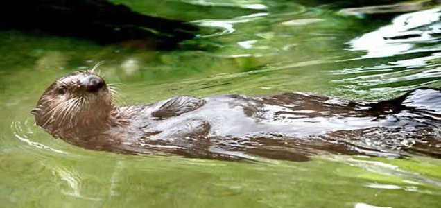 アメリカ ミネソタ動物園 Minnesota Zoo らっこちゃんねる Sea Otter Channel ラッコ情報 記事 動画 写真をご紹介 アメリカ ミネソタ動物園 Minnesota Zoo らっこちゃんねる Sea Otter Channel ラッコ情報 記事 動画 写真をご紹介