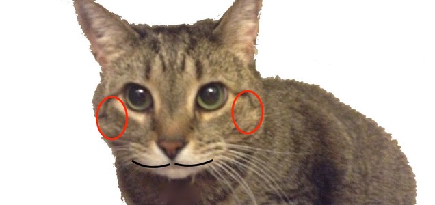 猫のオスとメスを見分けるコツ あずきさんとだいずさん Powered By ライブドアブログ