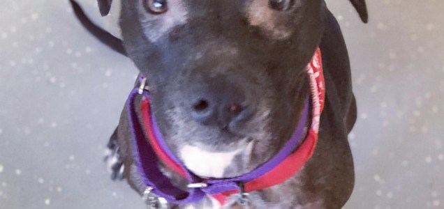 Trainers And Behaviorists City Dogs Rescue City Kitties Washington Dc