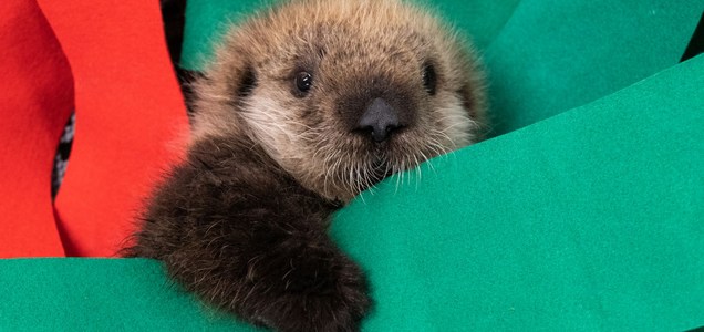 記事 ジョージア水族館 座礁ラッコの赤ちゃん2頭を受け入れ Congratulations It S A Girl And A Boy らっこちゃんねる Sea Otter Channel ラッコ情報 記事 動画 写真をご紹介 記事 ジョージア水族館 座礁ラッコの赤ちゃん2頭を受け入れ Congratulations It S A Girl And A Boy らっこちゃんねる Sea Otter Channel ラッコ情報 記事 動画 写真をご紹介