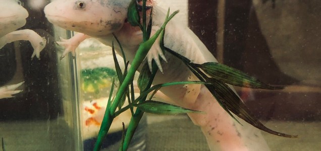 ブログ ウーパールーパーを飼っています 娘は ウパ と呼んでいますが 僕は ウーパールーパー と呼んでいます ウーパールーパー アメブロ ウーパールーパー ツイレポ ブログ ウーパールーパーを飼っています 娘は ウパ と呼んでいますが 僕は ウーパールーパー と呼んでいます ウーパールーパー アメブロ ウーパールーパー ツイレポ