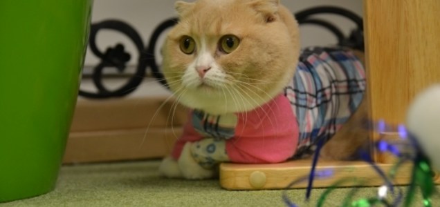 錦糸町の猫カフェ 猫まるカフェeast に行く 2度目 Takerokero Blog 錦糸町の猫カフェ 猫まるカフェeast に行く 2度目 Takerokero Blog