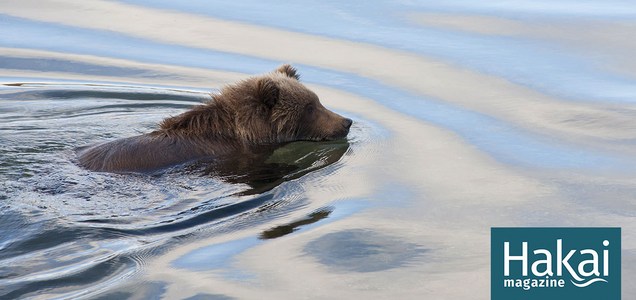 記事 カトマイのクマがラッコを捕食 Hungry Alaskan Bears Find A New Prey らっこちゃんねる Sea Otter Channel ラッコ情報 記事 動画 写真をご紹介