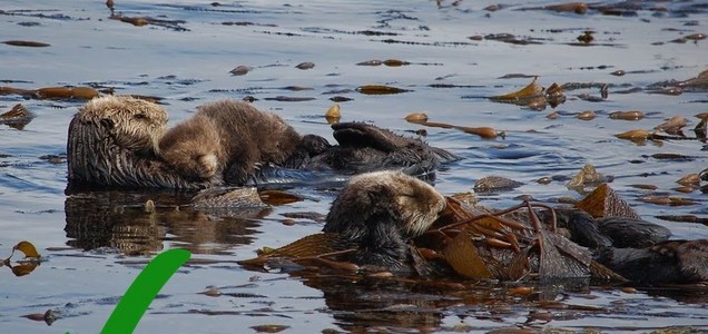 記事 ラッコ観察のガイドライン Be Sea Otter Savvy 2 Guidelines For Observing Sea Otters Safely らっこちゃんねる Sea Otter Channel ラッコ情報 記事 動画 写真をご紹介