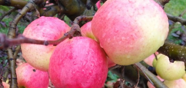 Pink Lady Apple Review - Apple Rankings by The Appleist Brian Frange