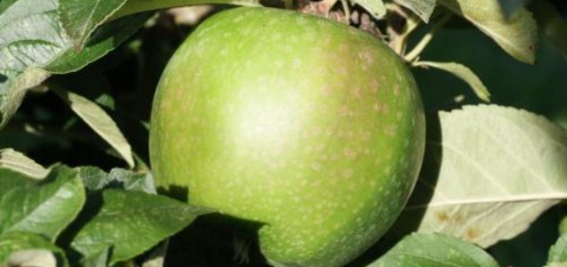 Honeycrisp Apple Review - Apple Rankings by The Appleist Brian Frange