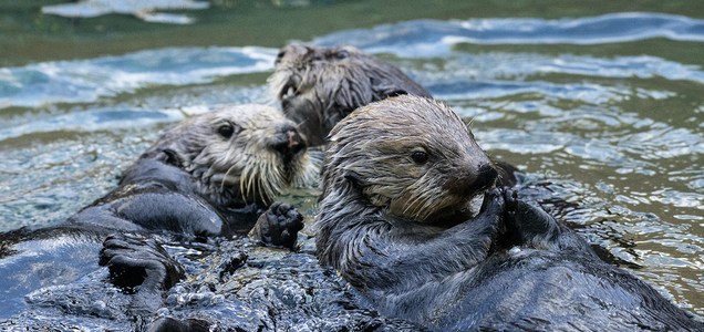 アーカイブ 19年10月 らっこちゃんねる Sea Otter Channel ラッコ情報 記事 動画 写真をご紹介
