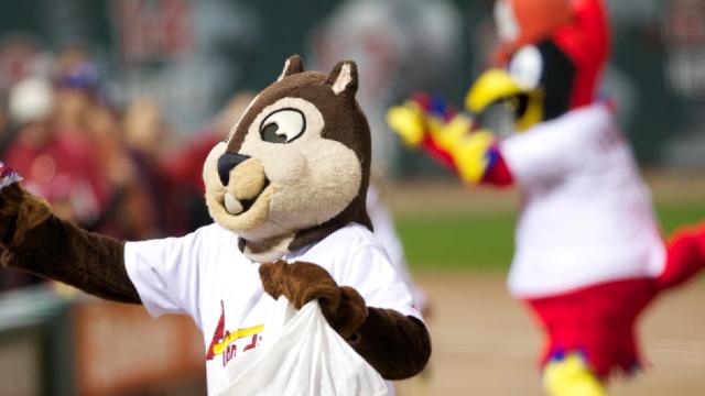 Fun Traditions. Rally Squirrel, Mud Cat band, and the…, by Cardinals  Insider