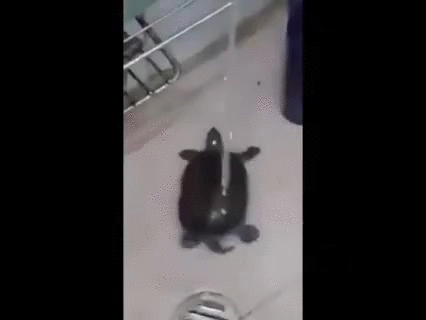 when you're singing in the shower and really get into it. | Animals | Know  Your Meme