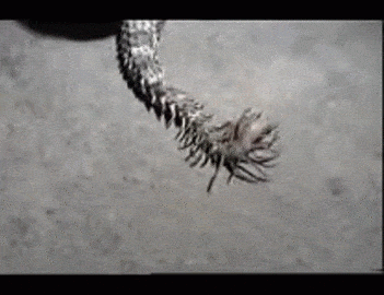 A snake with a fake spider on its tail to lure prey, people on the internet  call it a nope, but you should appreciate the evolutionary process it took  : r/gifs