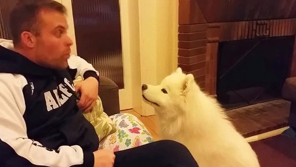 can a samoyed live in india