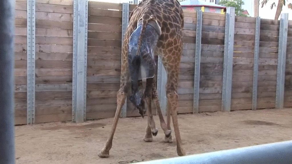 giraffe giving birth gif