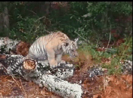 attacking tiger animated gif