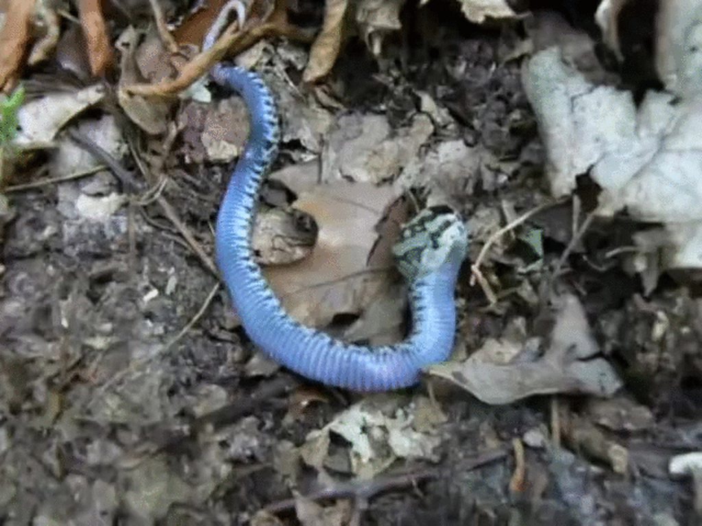 PsBattle: Hognose snake playing dead. : r/photoshopbattles