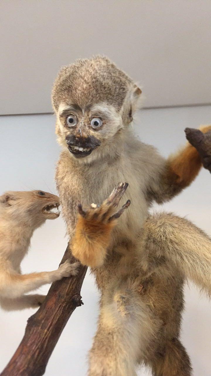 Top 40 animaux empaillés totalement ratés - photos - pire - taxidermie - foiré - moche