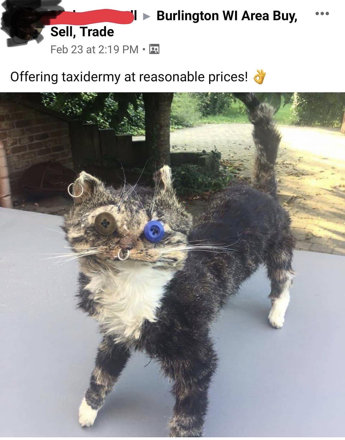 Top 40 Des Photos D Animaux Empailles Rates Ou Les Miseres De La Taxidermie