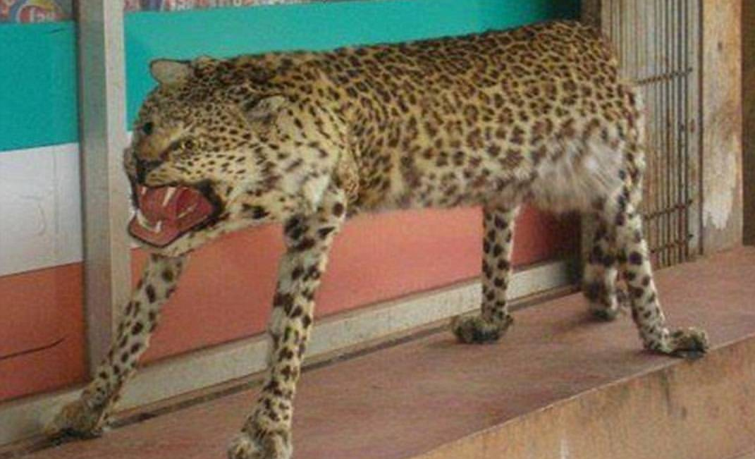 Top 40 animaux empaillés totalement ratés - photos - pire - taxidermie - foiré - moche