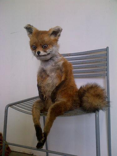 Top 40 Des Photos D Animaux Empailles Rates Ou Les Miseres De La Taxidermie