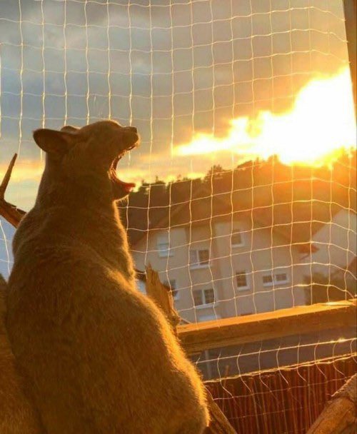 Yawning Cat Looks Like It’s Breathing Fire