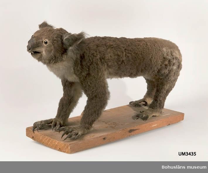 Top 40 animaux empaillés totalement ratés - photos - pire - taxidermie - foiré - moche