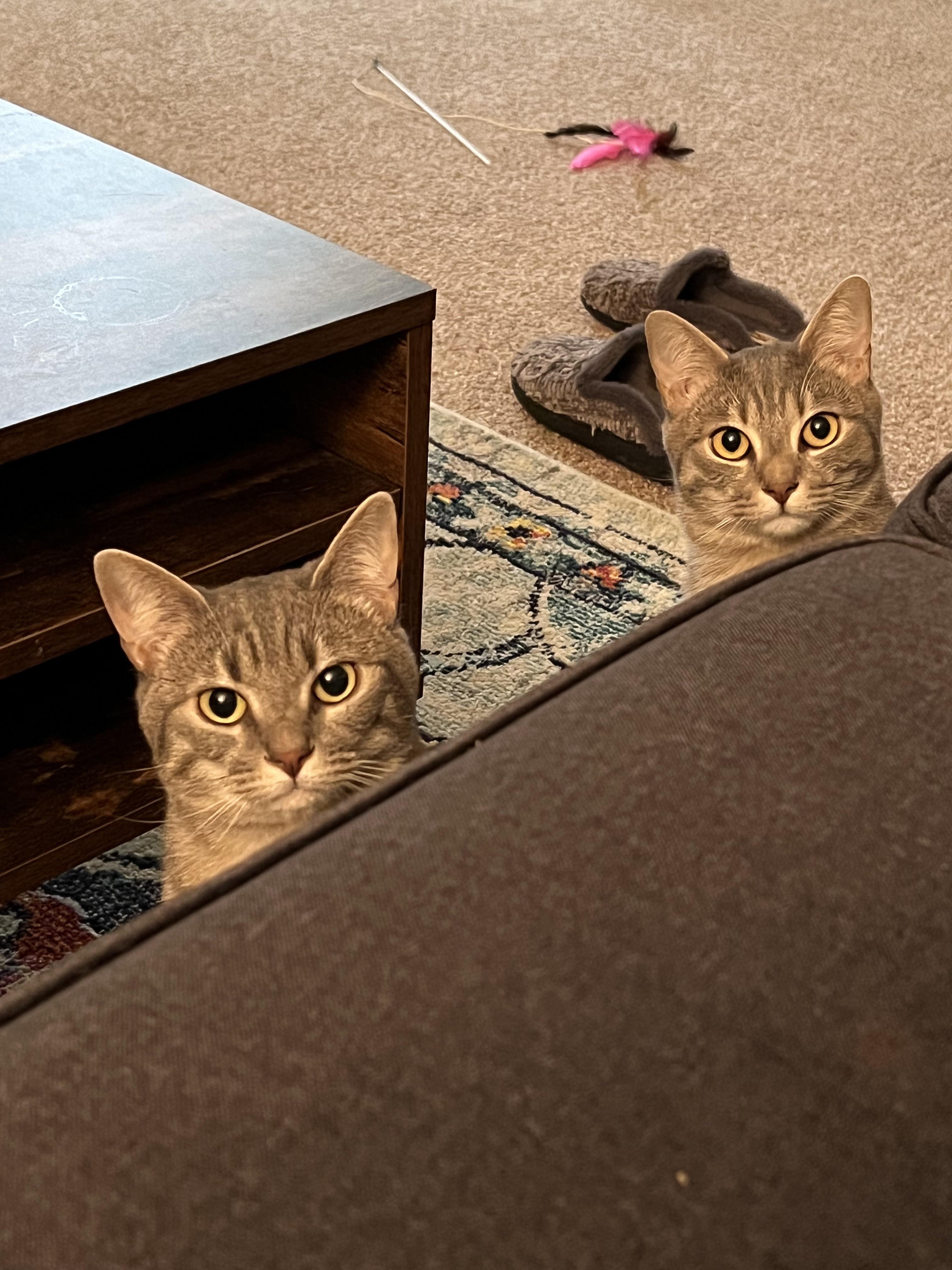 Can You Tell These Cats Apart?